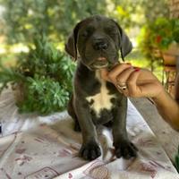 Cuccioli di cane corso