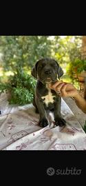 Cuccioli di cane corso