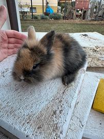 Coniglietto nano Testa di Leone