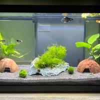 Acquario Askoll 60 litri