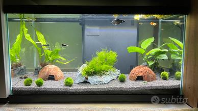 Acquario Askoll 60 litri