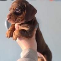 Cuccioli di bassotti cioccolato maschi e femmine