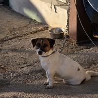 Jack russell terrier