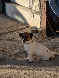 Jack russell terrier