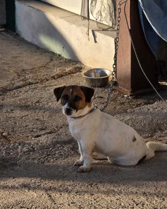 Jack russell terrier