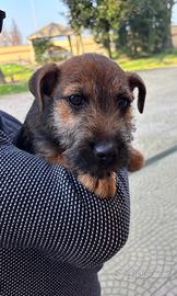 Cucciolo 3,mesi terrier
