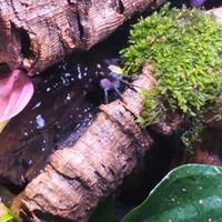 Granchi Gesosesarma Dannerle