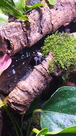 Granchi Gesosesarma Dannerle