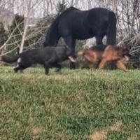 Pastore tedesco nero focato e total Black