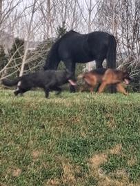 Pastore tedesco nero focato e total Black