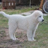 Pastore maremmano abruzzese linea marsicano