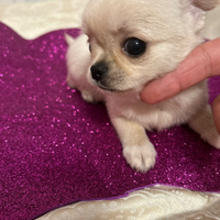 Chihuahua mini Toy