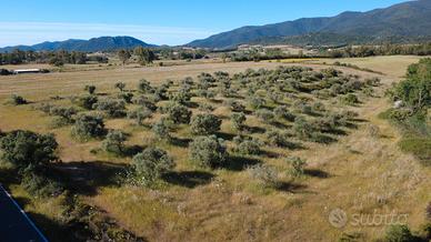Terreno agricolo con uliveto