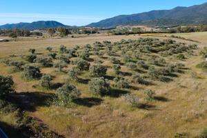 Terreno agricolo con uliveto
