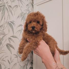 Cuccioli barboncino toy red pedigree ENCI