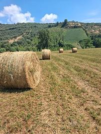 Fieno erba medica 