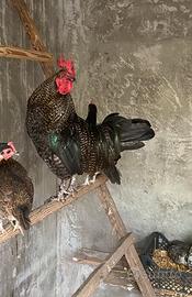 Gallo