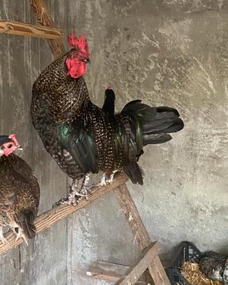 Gallo