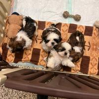 Cuccioli shih-tzu 60 giorni
