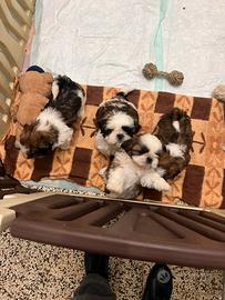 Cuccioli shih-tzu 60 giorni