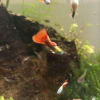 Guppy e muschio