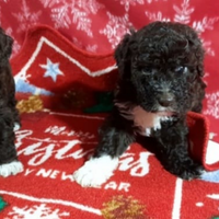 Cuccioli Lagotto romagnolo pedigree Roy Natale