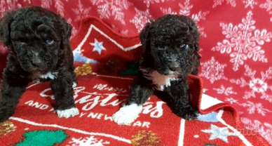 Cuccioli Lagotto romagnolo pedigree Roy Natale