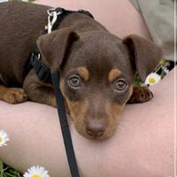 Pinscher