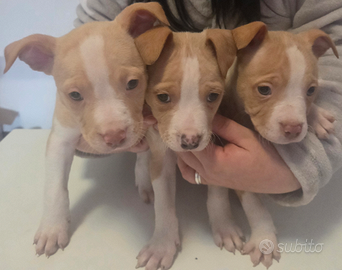 Cuccioli pitbull
