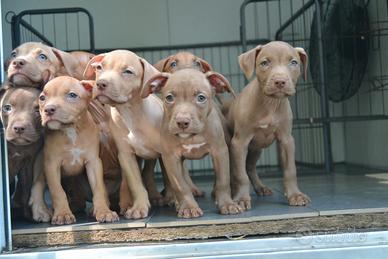 Cuccioli di pittbull