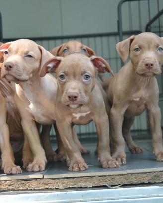 Cuccioli di pittbull