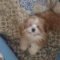 Lhasa Apso