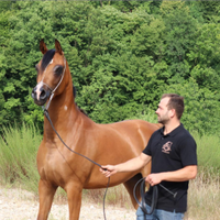 Cavallo arabo pronto doma