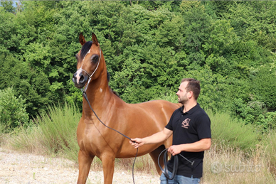 Cavallo arabo pronto doma