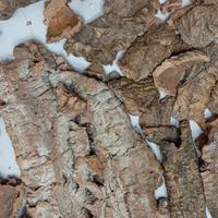 Corteccia di sughero 2,5 kg per presepe e bricolag