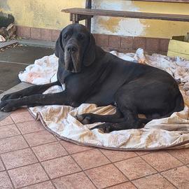 Disponibile x accoppiamento il mio alano di 2 anni