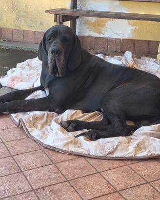 Disponibile x accoppiamento il mio alano di 2 anni