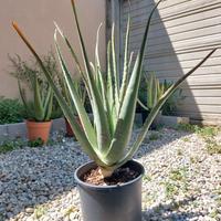 Pianta di Aloe Vera barbadensis di 4 anni in vaso