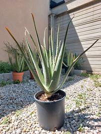 Pianta di Aloe Vera barbadensis di 4 anni in vaso