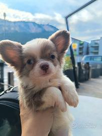 chihuahua femminuccia