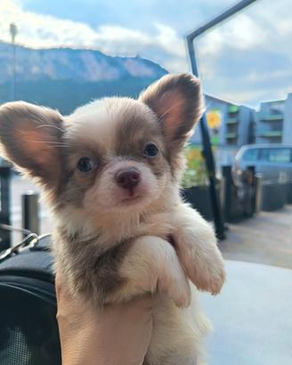 chihuahua femminuccia