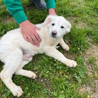 Alfie, abel, ador, alma e akon