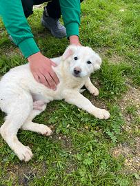 Alfie, abel, ador, alma e akon