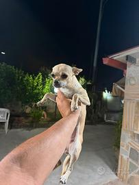 Chihuahua femmina di 11 mesi