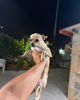 Chihuahua femmina di 11 mesi