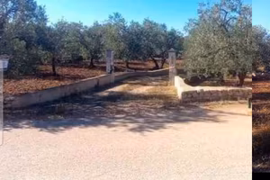 terreno agricolo 