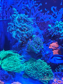 Coralli acquario marino molli