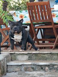 American Bully