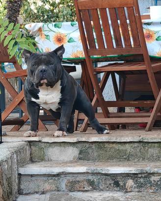 American Bully