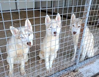 Siberian husky cuccioli con pedigree Enci